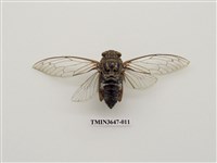 藏品(可禮大蟬)的圖片